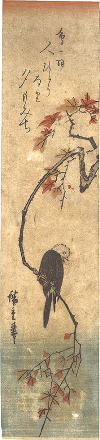 広重初代「楓に鳥（仮題）」