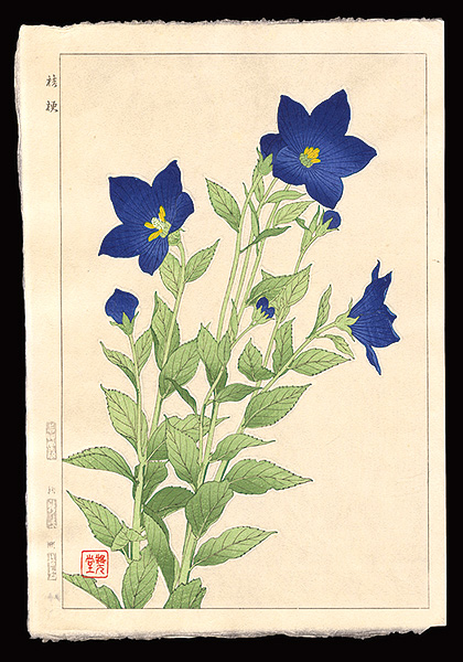 Kawarazaki Shodo “Balloonflower”