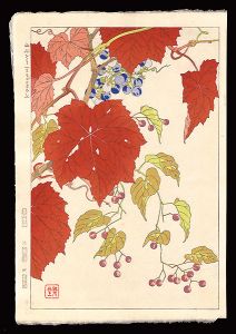 Kawarazaki Shodo / Mountain grape (Solanum maximowiczii)