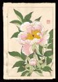 Peony