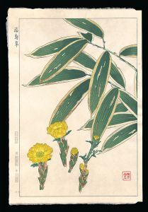 Kawarazaki Shodo / Amur Adonis