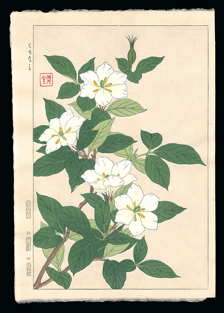 Kawarazaki Shodo “Cape Jasmine”