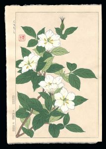 Kawarazaki Shodo / Cape Jasmine
