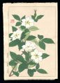Cape Jasmine