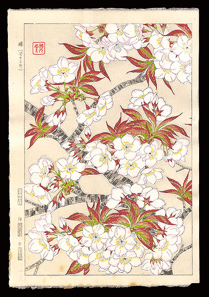 Kawarazaki Shodo “Cherry blossoms (Someiyoshino)”