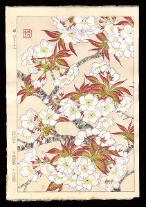 Kawarazaki Shodo / Cherry blossoms (Someiyoshino)