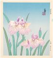 Irises (tentative title)