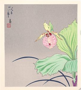 Tokuriki Tomikichiro / A Cypripedium japonicum (tentative title)