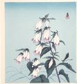 Gentians