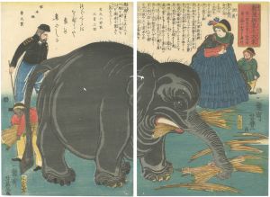 芳豊「新渡舶来之大象」