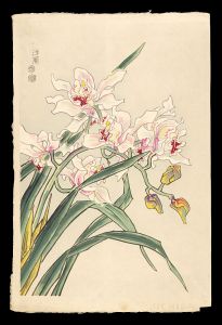 Kotozuka Eiichi / Orchid