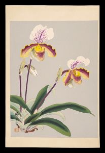 Ikeda Zuigetsu / Orchid