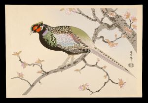 Asada Benji / Pheasant