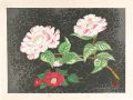 Camellia