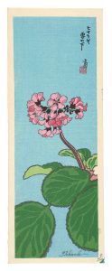 Tokuriki Tomikichiro / Bergenia stracheyi