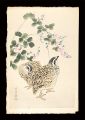 Quails and Bush Clover