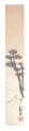 Tanzaku strip