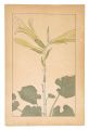 Cardiocrinum Cordatum