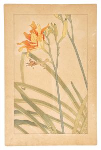 杉浦非水「藪萱草」