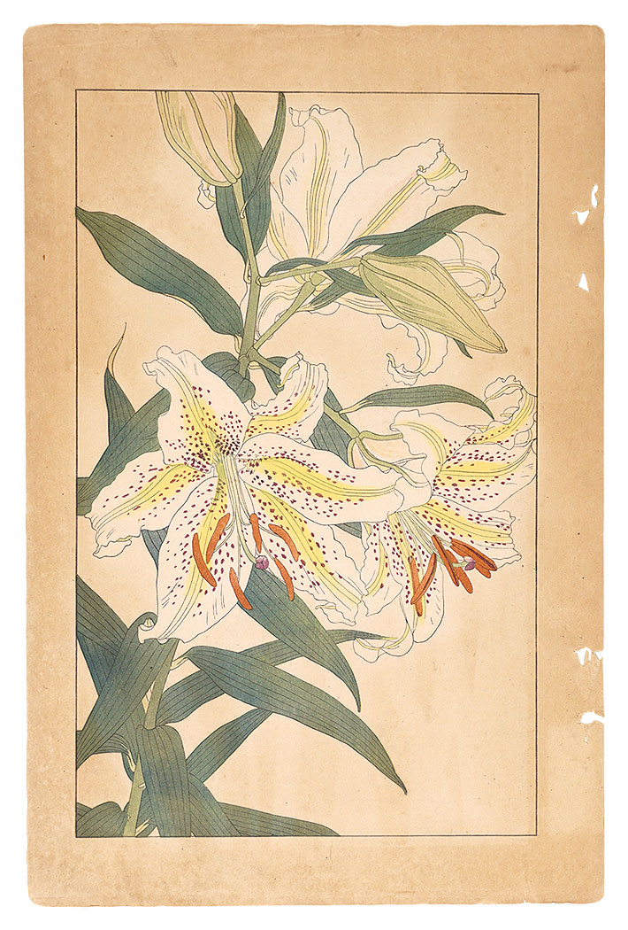 杉浦非水「山百合」