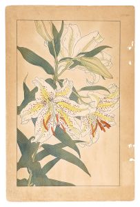 杉浦非水「山百合」