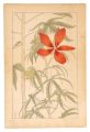 Hibiscus Coccineus