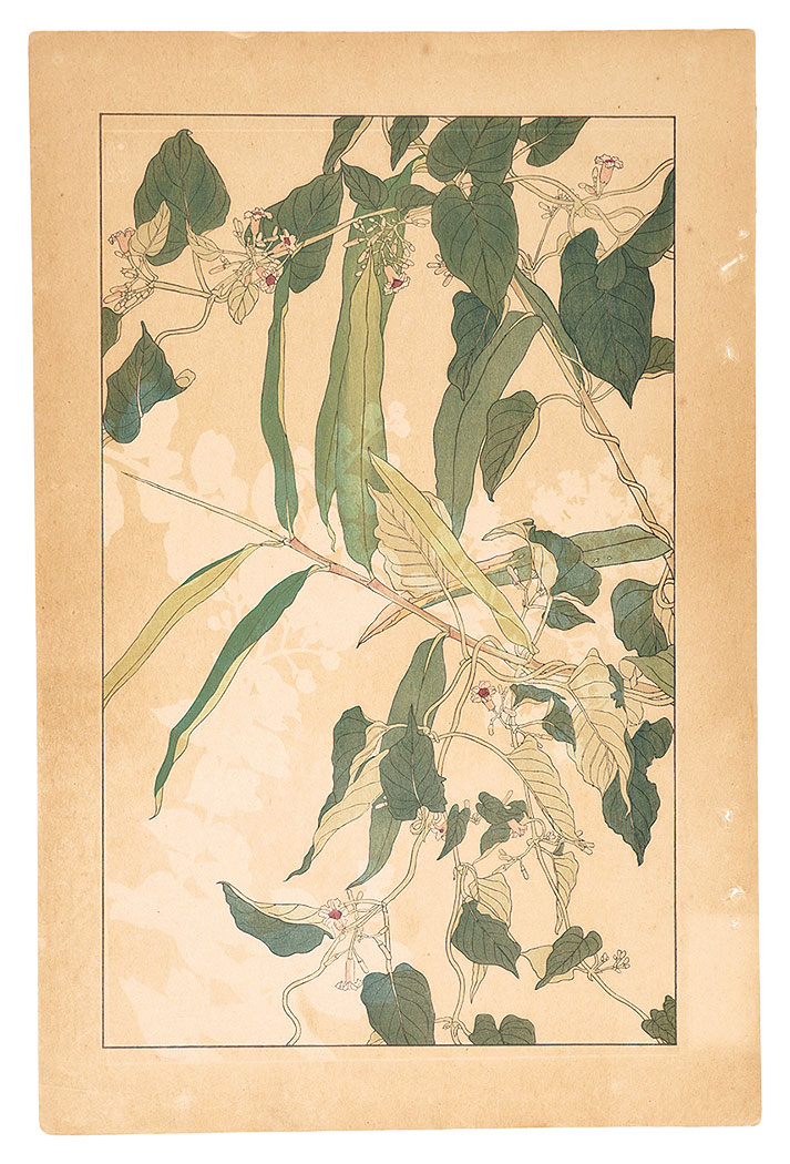 杉浦非水「灸花」