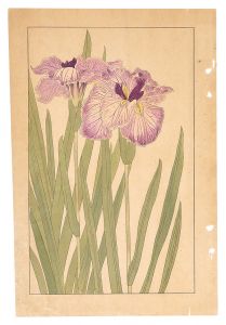 杉浦非水「花菖蒲」