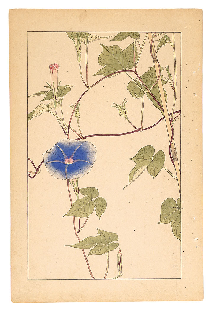 杉浦非水「朝顔」