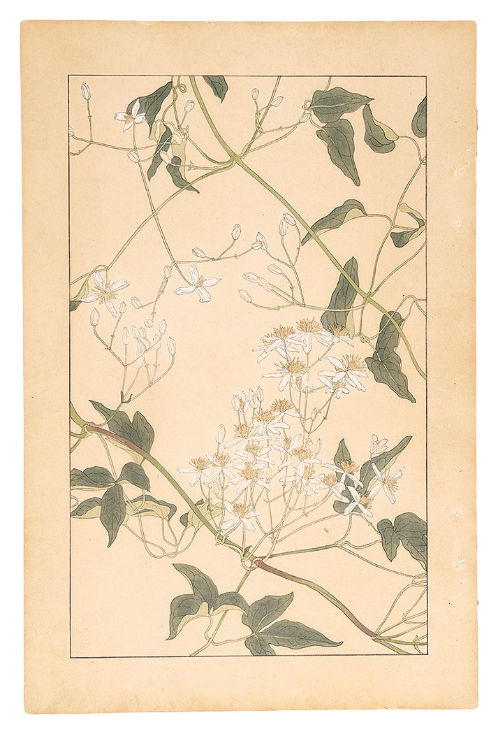 杉浦非水「仙人草」