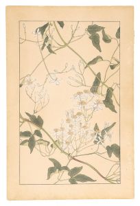 杉浦非水「仙人草」