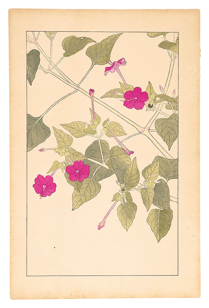 杉浦非水「白粉花」