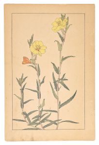 杉浦非水「待宵草」