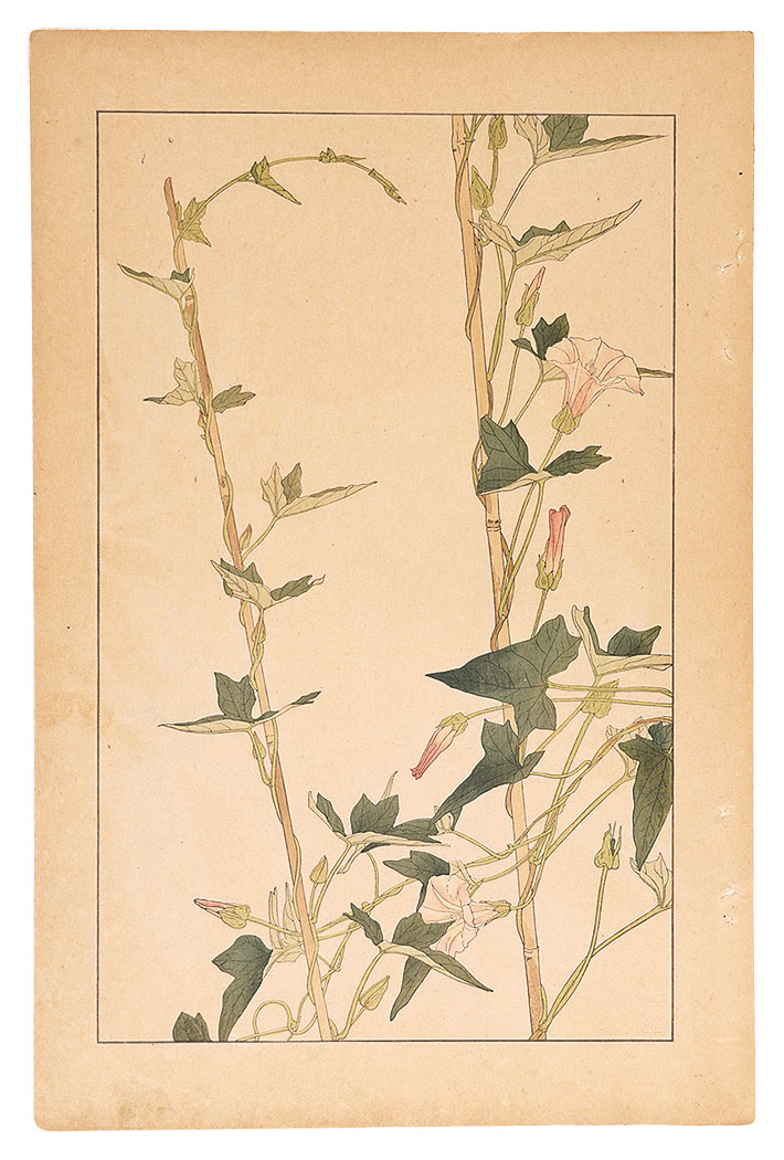 杉浦非水「小昼顔」