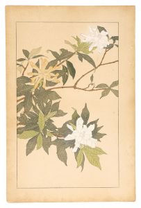 杉浦非水「小梔子」