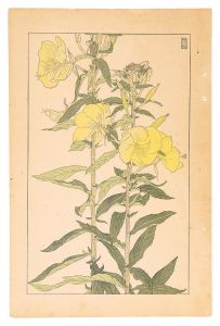 杉浦非水「大待宵草」