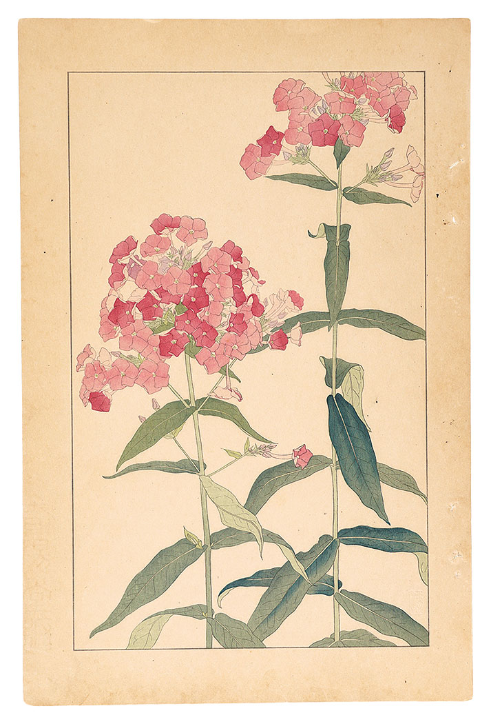 杉浦非水「草夾竹桃」