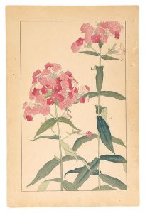 杉浦非水「草夾竹桃」