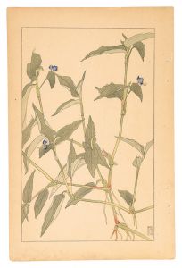 杉浦非水「露草」