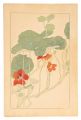 Tropaeolum Majus