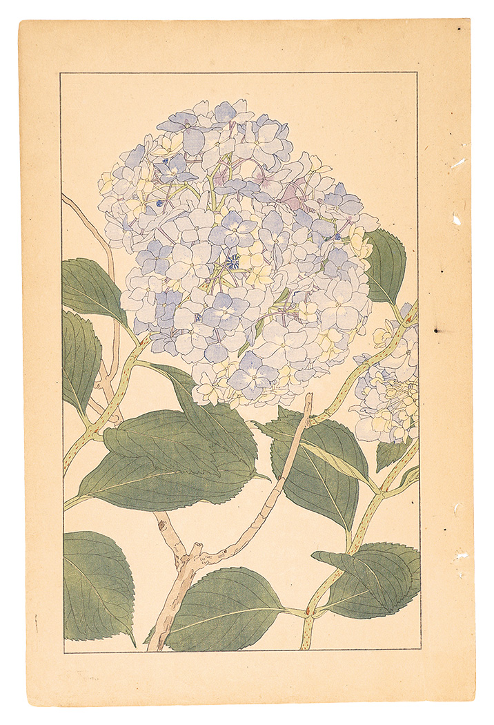杉浦非水「紫陽花」