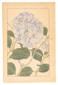 杉浦非水「紫陽花」