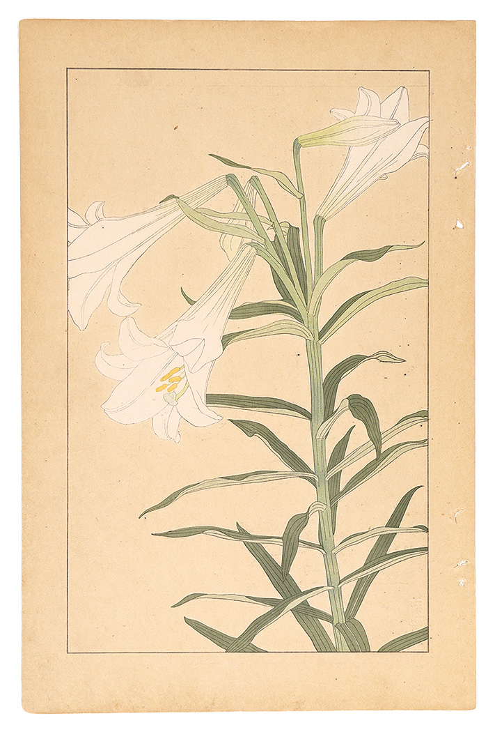 杉浦非水「鉄砲百合」