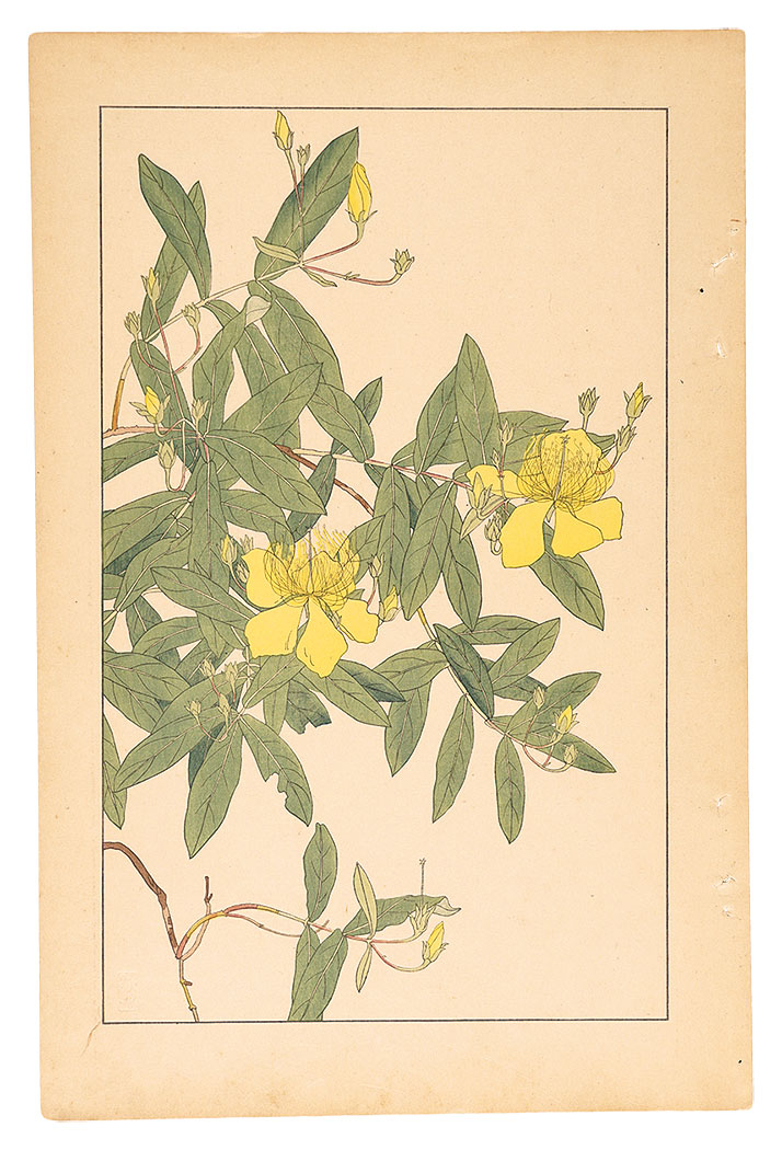 杉浦非水「未央柳」