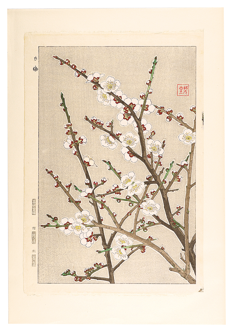 河原崎奨堂「日本の花こよみ　ウメ（梅）」