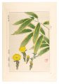 Floral Calendar of Japan / Ado......