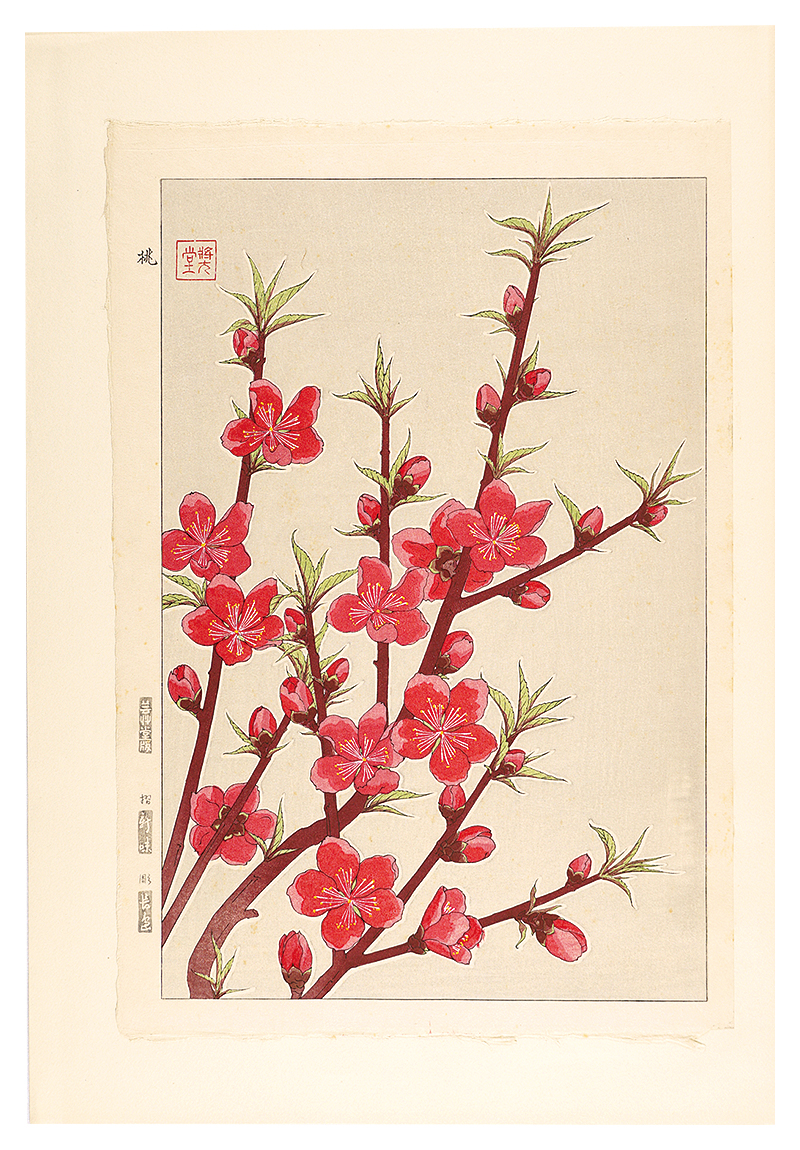 河原崎奨堂「日本の花こよみ　モモ（桃）」