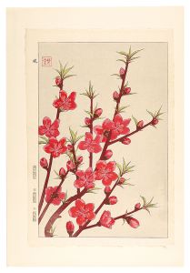 河原崎奨堂「日本の花こよみ　モモ（桃）」