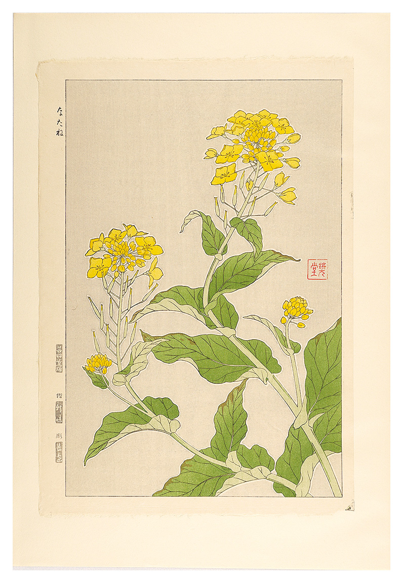 Kawarazaki Shodo “Floral Calendar of Japan / Colza”