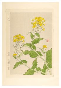 河原崎奨堂「日本の花こよみ　ナノハナ（菜の花）」